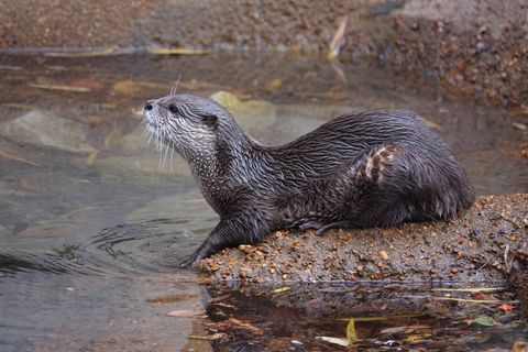 Geschütztes Wildtier: Erwünscht oder lästig? Immer mehr Fischotter in Deutschland