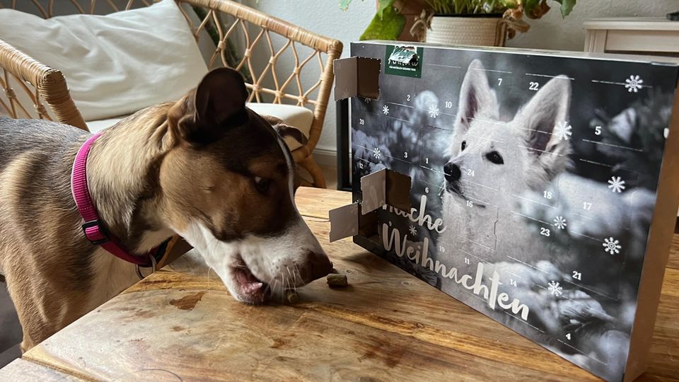 Ein Hund frisst Leckeres aus einem Adventskalender für Hunde.