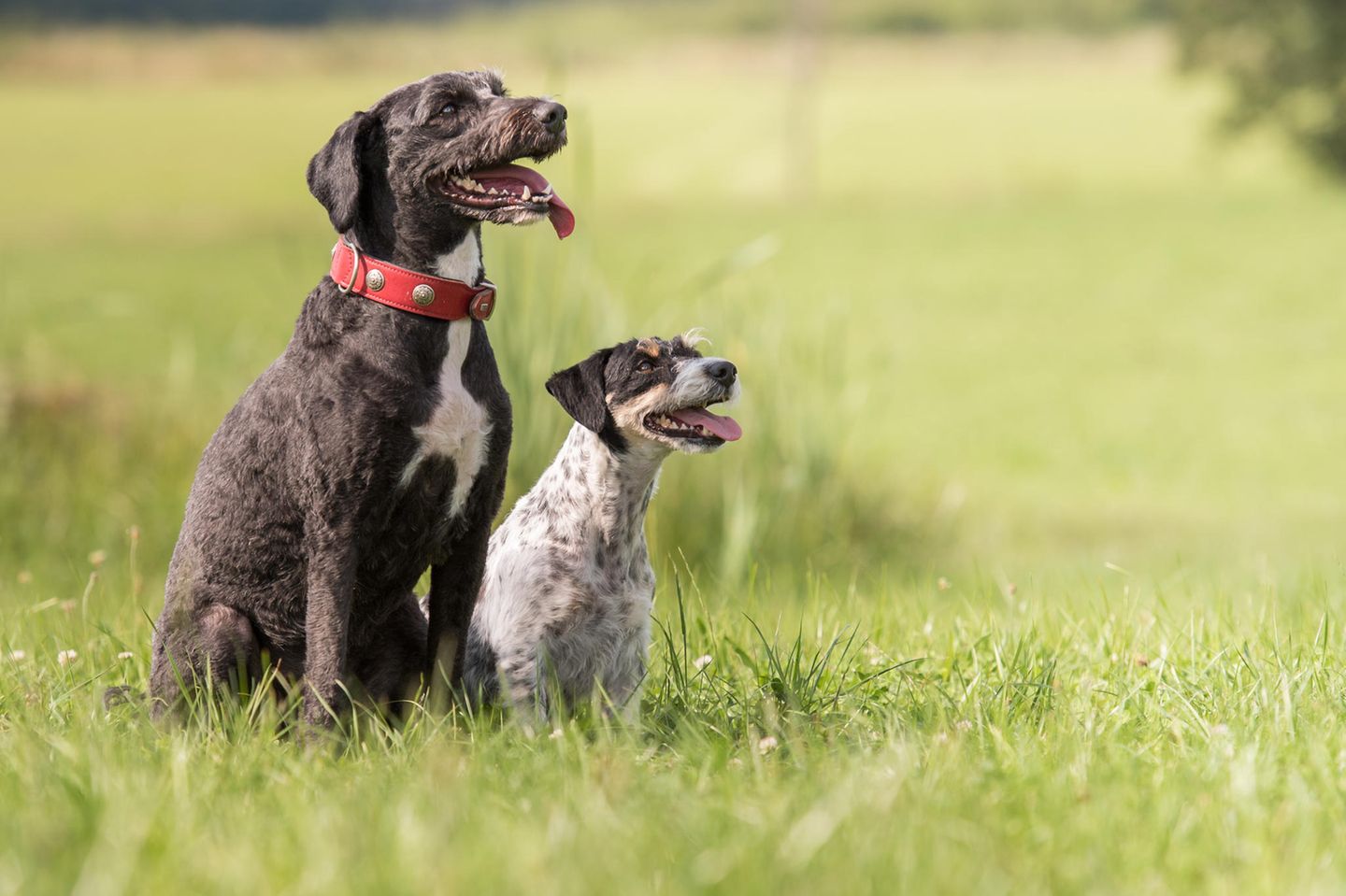 Portugiesischer Wasserhund und Jack Russell Terrier