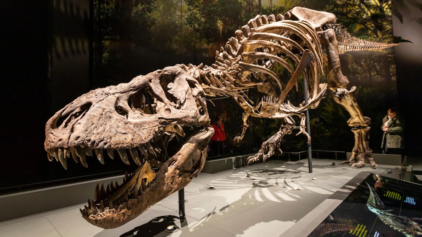 Von geschätzten 2,5 Milliarden Tyrannosaurus rex, die jemals gelebt haben, wurden bislang nur die Überreste von 32 erwachsenen Tieren gefunden
