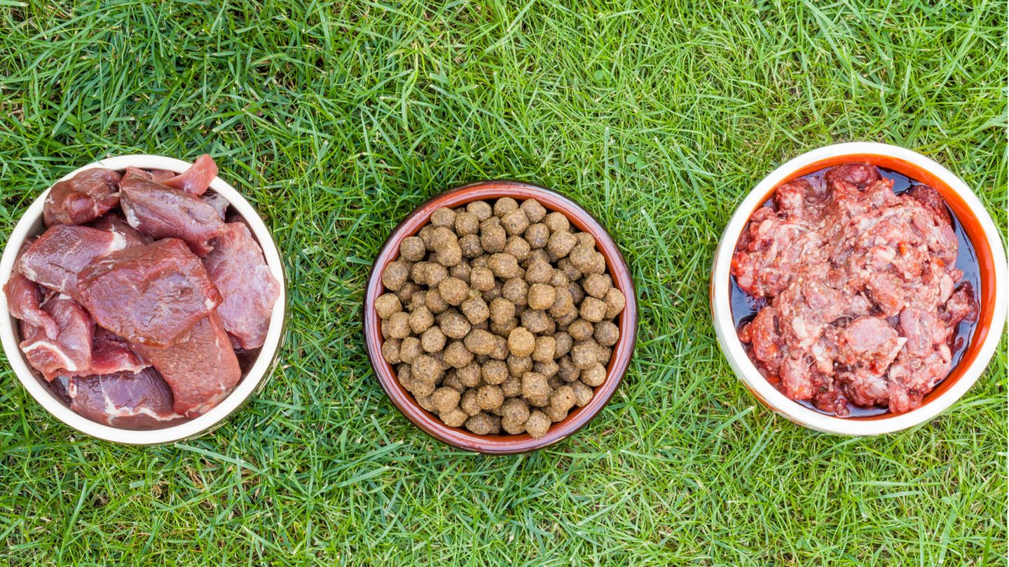Verschiedene Sorten Hundefutter auf grüner Wiese