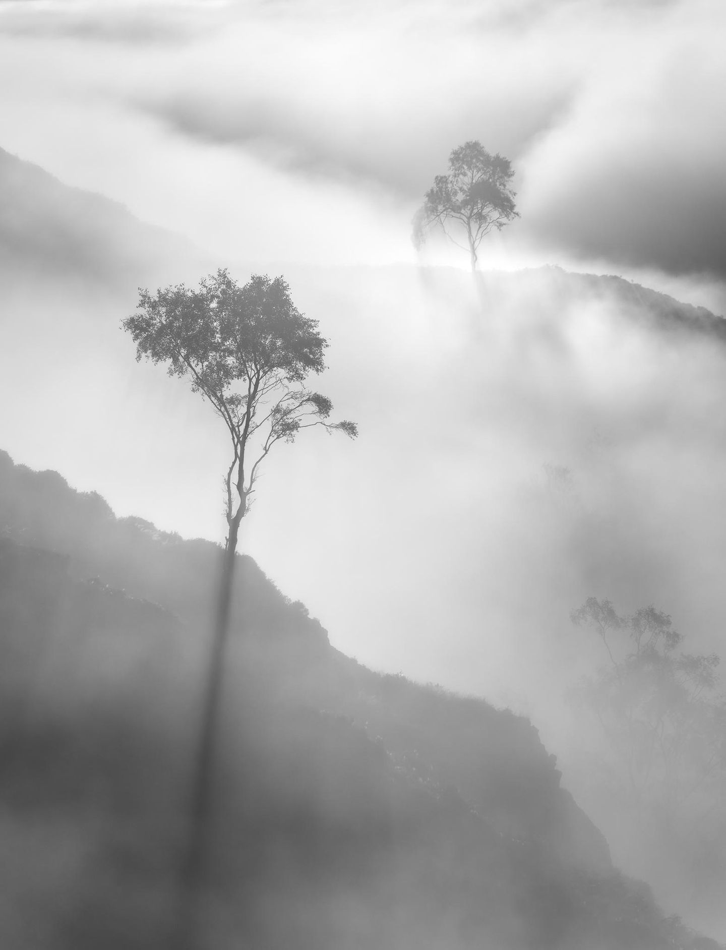 Gewinner der Kategorie "Bäume und Wälder": Stuart McGlennon Natural Landscape Photography Awards / Stuart McGlennon