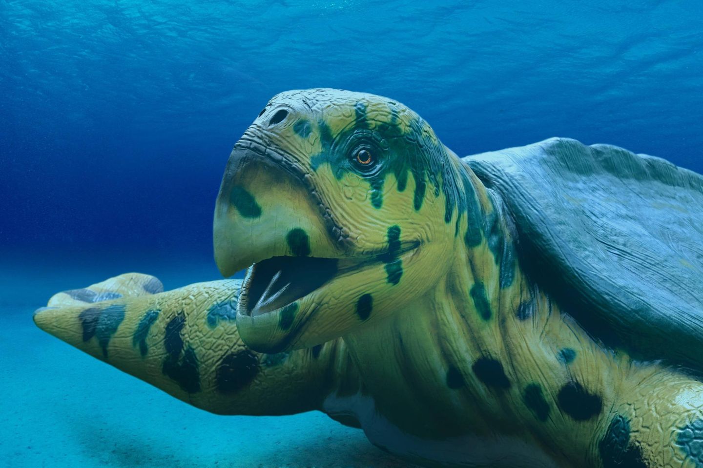 Riesige Meeresschildkröte Archelon lebte vor 72 Millionen Jahren