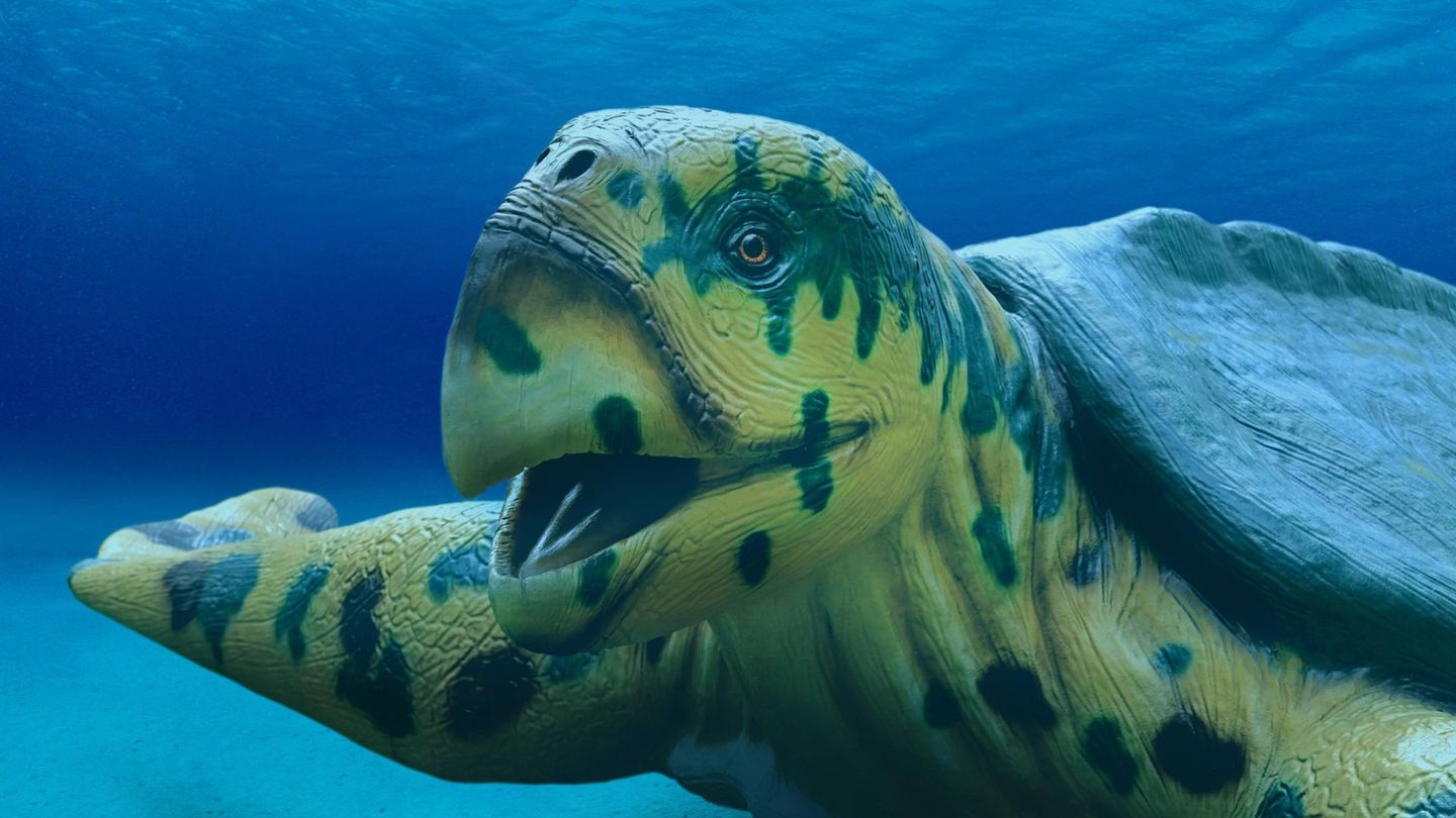 Riesige Meeresschildkröte Archelon lebte vor 72 Millionen Jahren