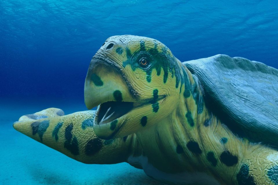 80 Millionen Jahre alt: Fossil einer gigantischen Meeresschildkröte gefunden – in Europa