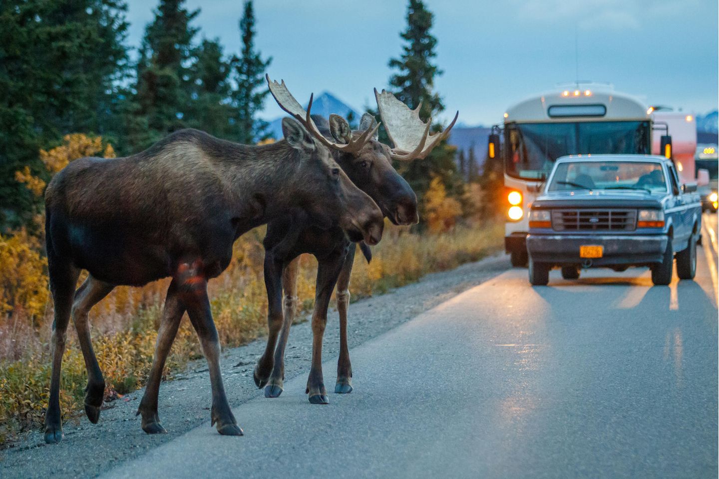 Von Autos lassen sich die Elche in Alaska nicht aus der Ruhe bringen - sie haben sich längst an Menschen gewöhnt