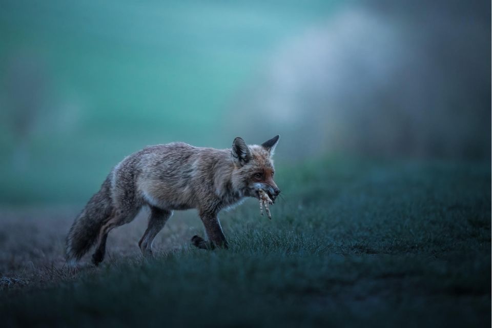 Fuchs mit Beute im Maul