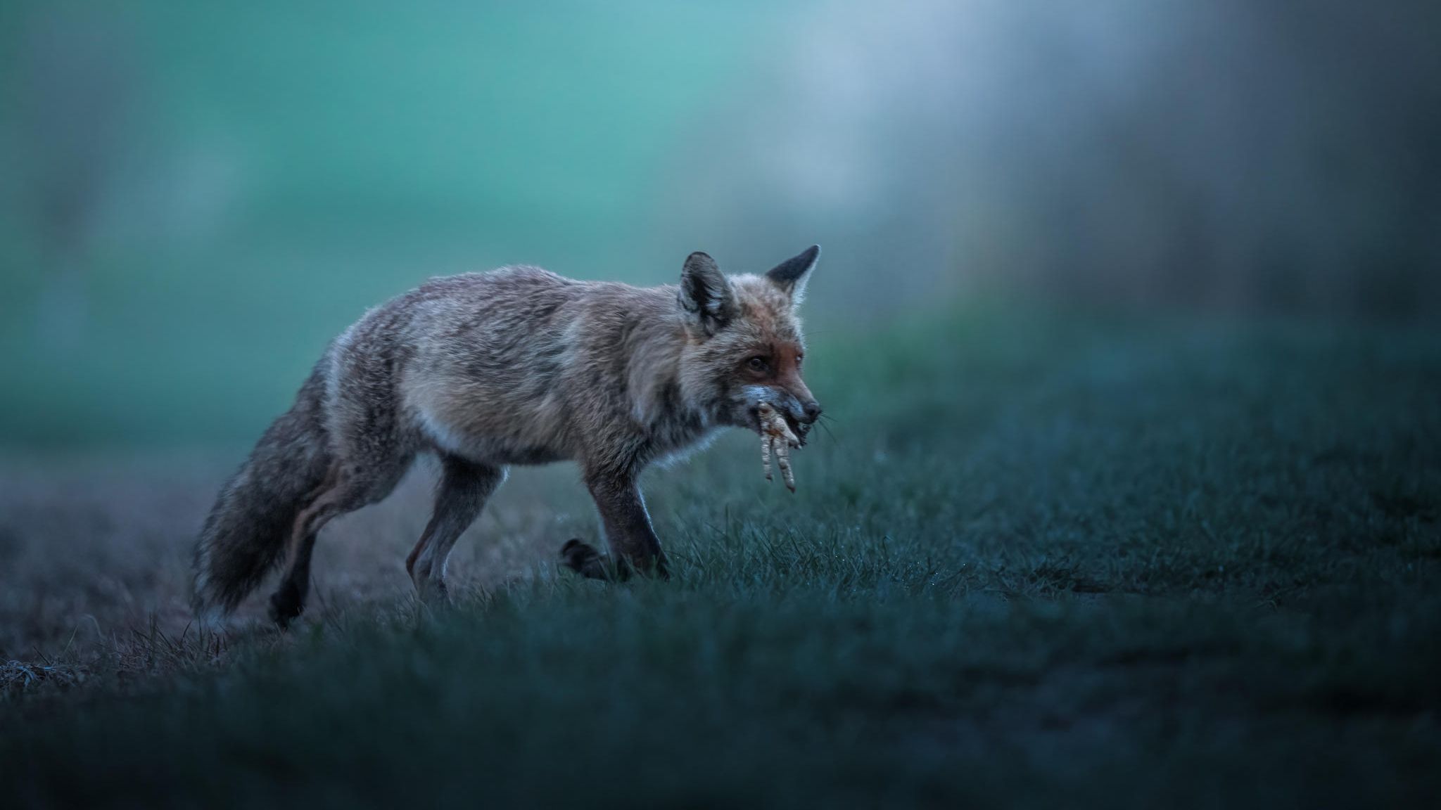Fuchs mit Beute im Maul Fuchs mit Beute im Maul