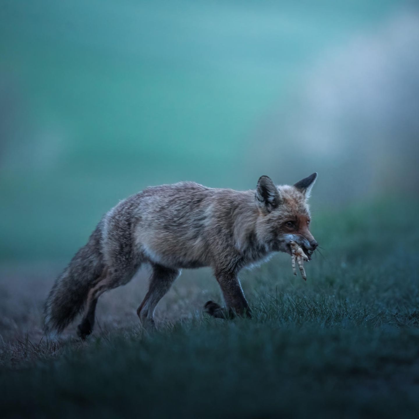 Fuchs mit Beute im Maul