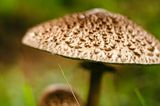 Nahaufnahme von einem Pilz
