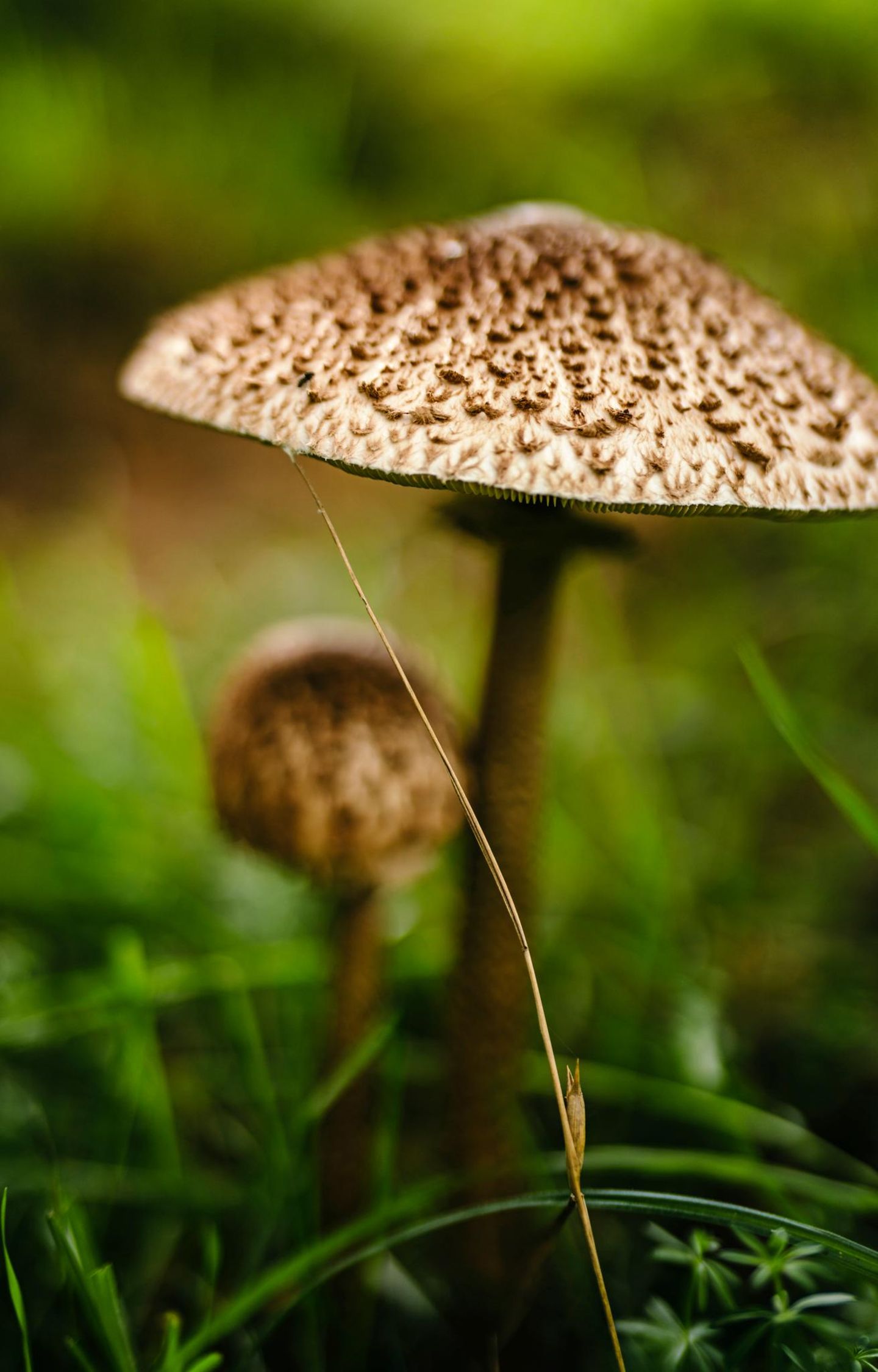Nahaufnahme von einem Pilz