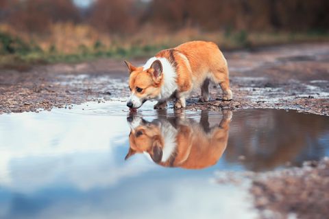 Corgi trinkt aus einer Pfütze und spiegelt sich darin