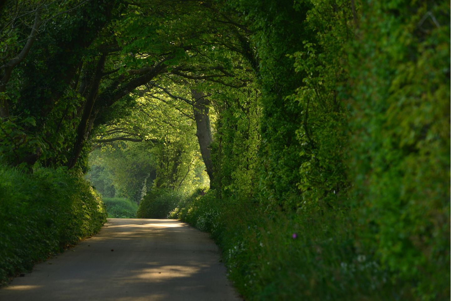 Weg durch eine dichte, grüne Allee