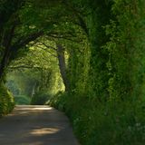 Weg durch eine dichte, grüne Allee