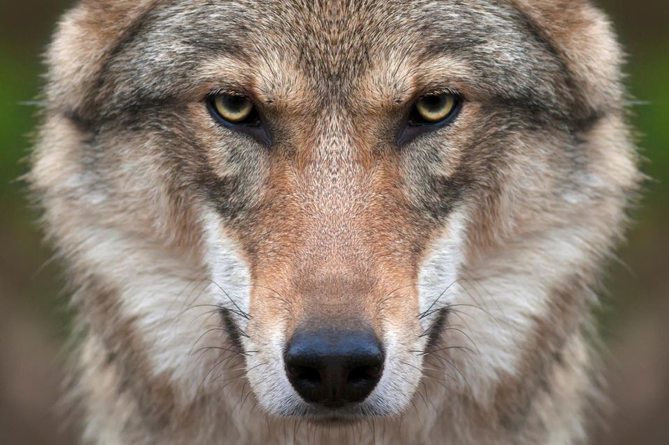 Ein Grauwolf
