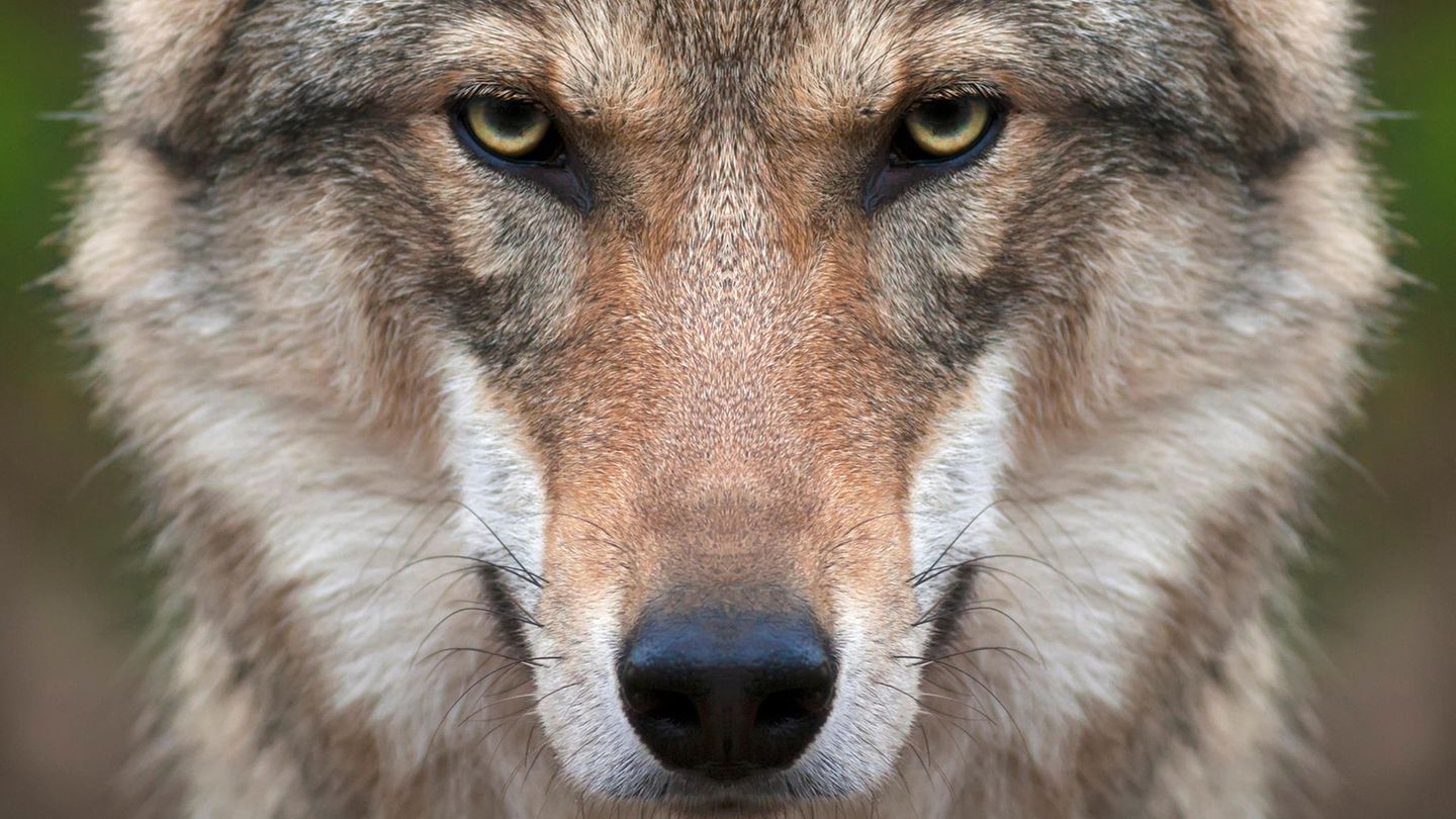 Ein Grauwolf
