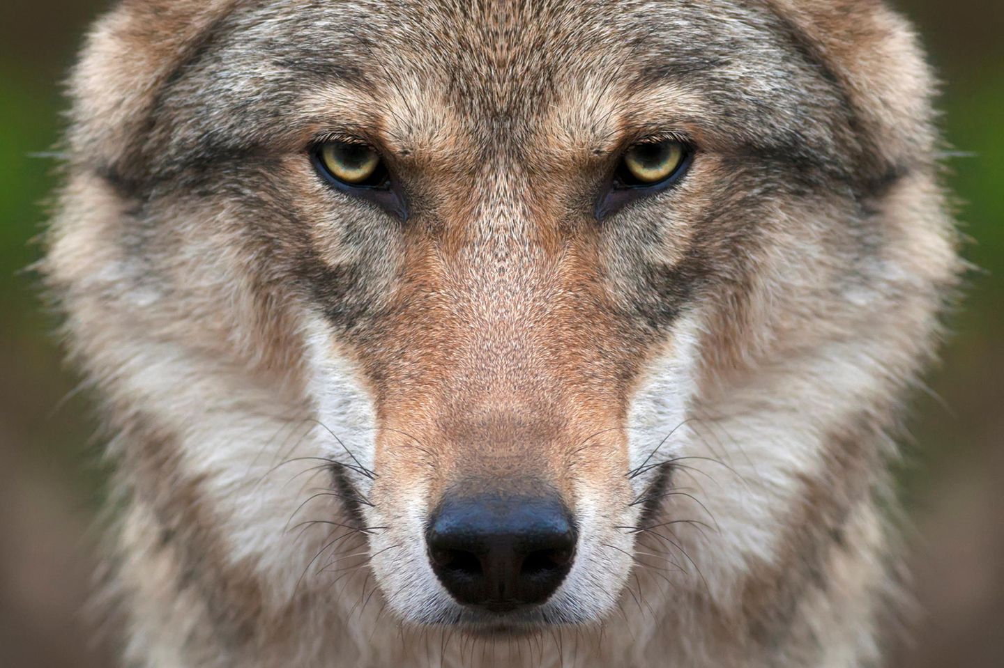 Ein Grauwolf