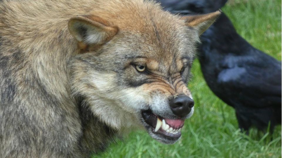 Ein Wolf fletscht die Zähne