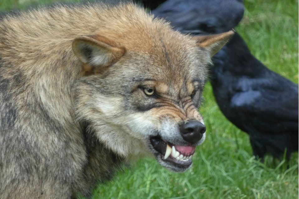 Ein Wolf fletscht die Zähne Ein Wolf fletscht die Zähne