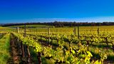Weinreben