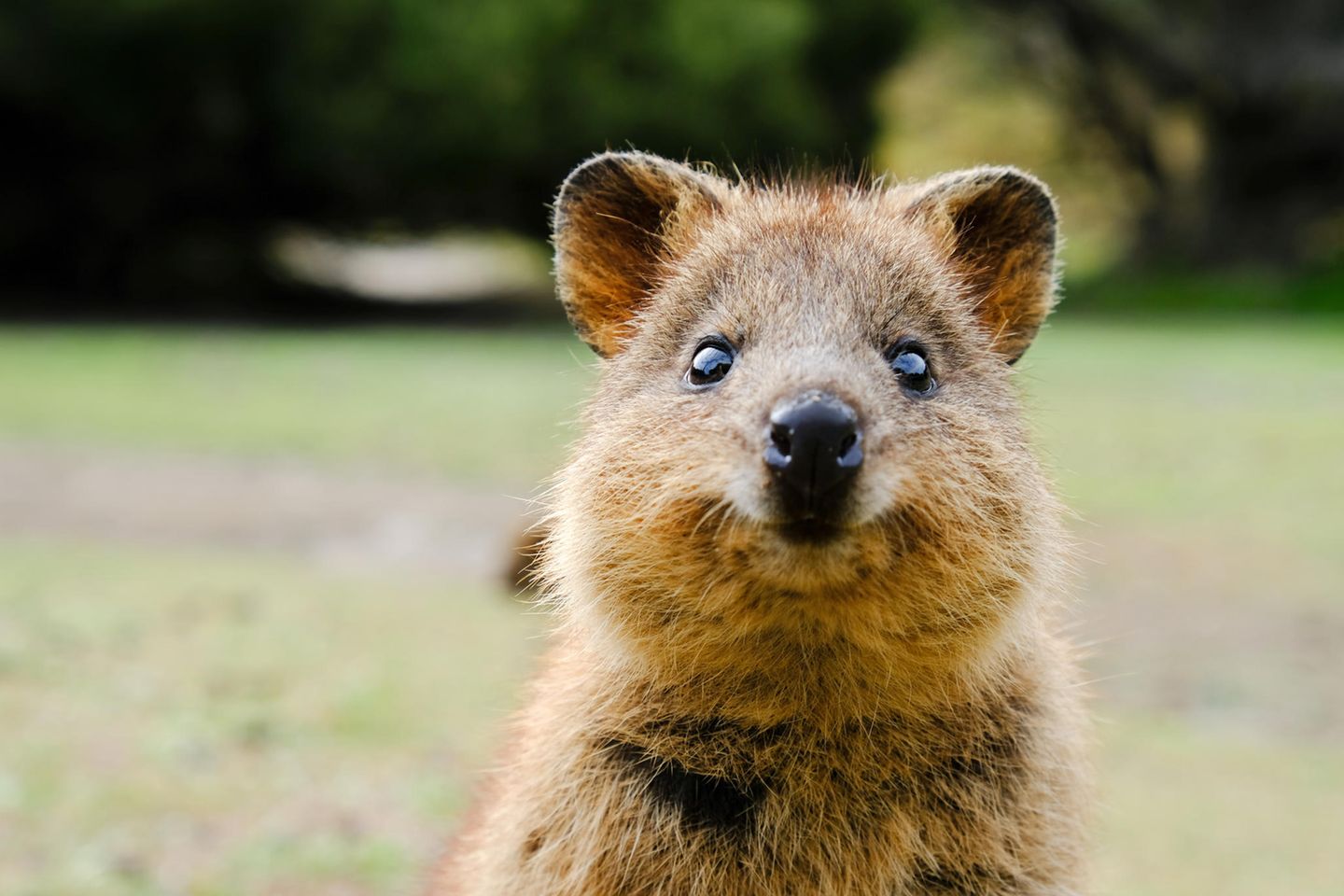 Quokkas auf Rottnest Island Quokka