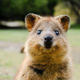 Quokka