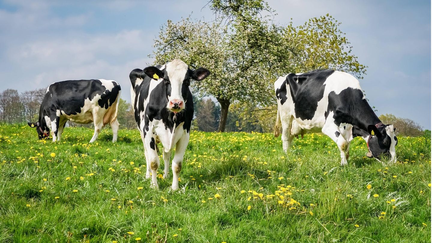 Landwirtschaft: Glückliche Kühe, gesunde Wiese: Weidehaltung schafft ein Biotop, in dem viele Arten gedeihen Glückliche Kühe, gesunde Wiese: Weidehaltung schafft ein Biotop, in dem viele Arten gedeihen