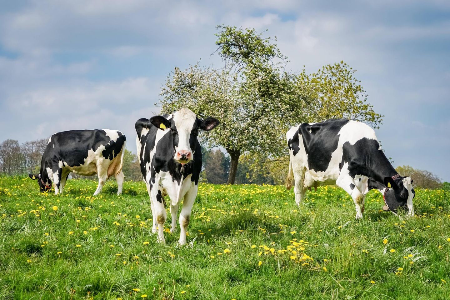 Glückliche Kühe, gesunde Wiese: Weidehaltung schafft ein Biotop, in dem viele Arten gedeihen 