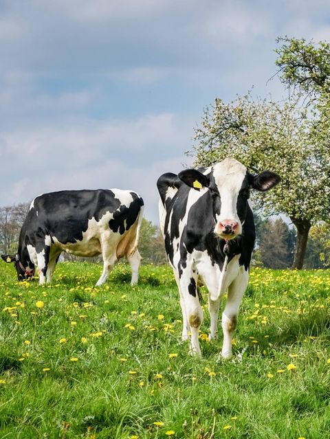 Glückliche Kühe, gesunde Wiese: Weidehaltung schafft ein Biotop, in dem viele Arten gedeihen 