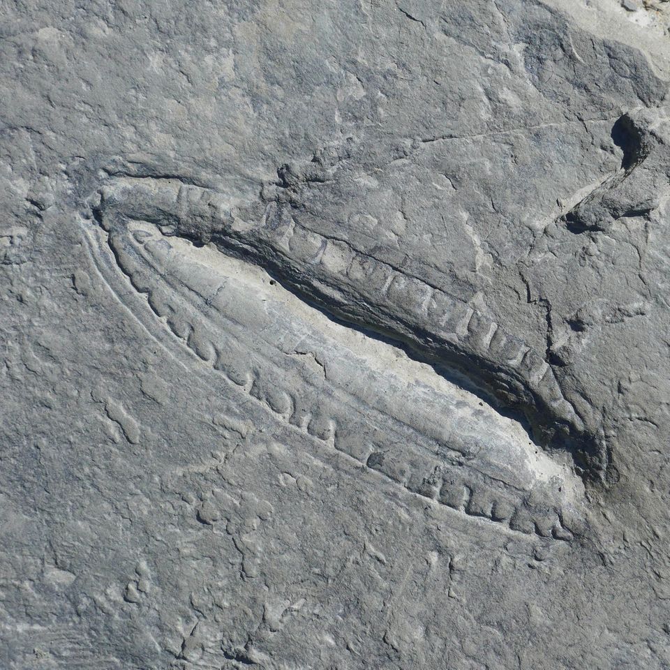 Fossil einer Kimberella