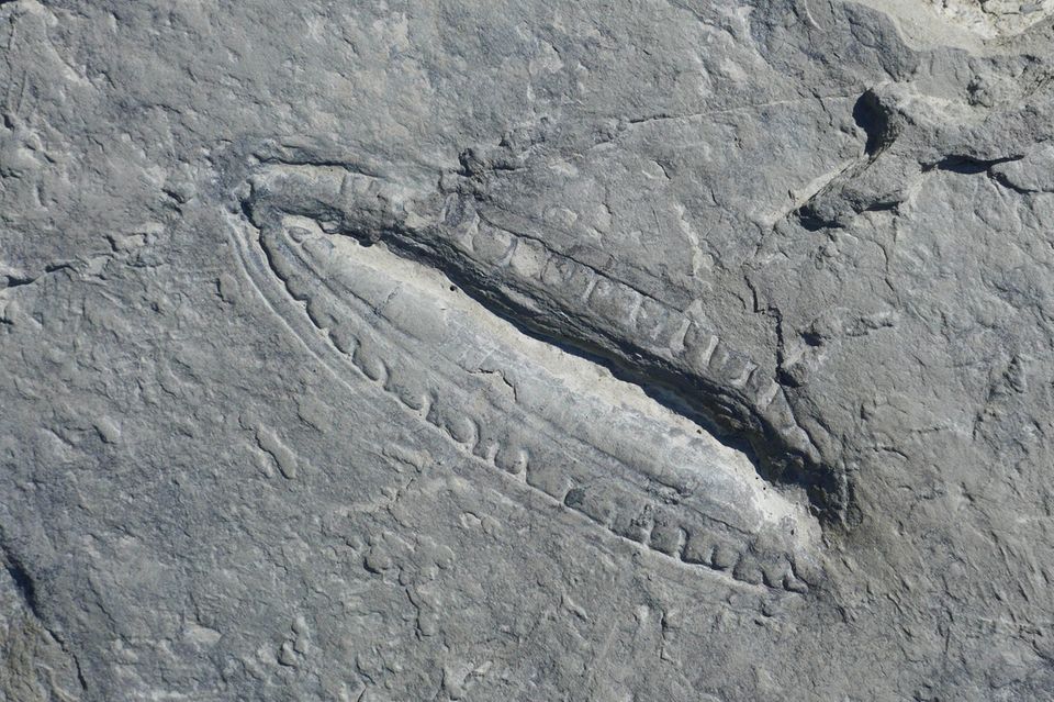 Fossil einer Kimberella