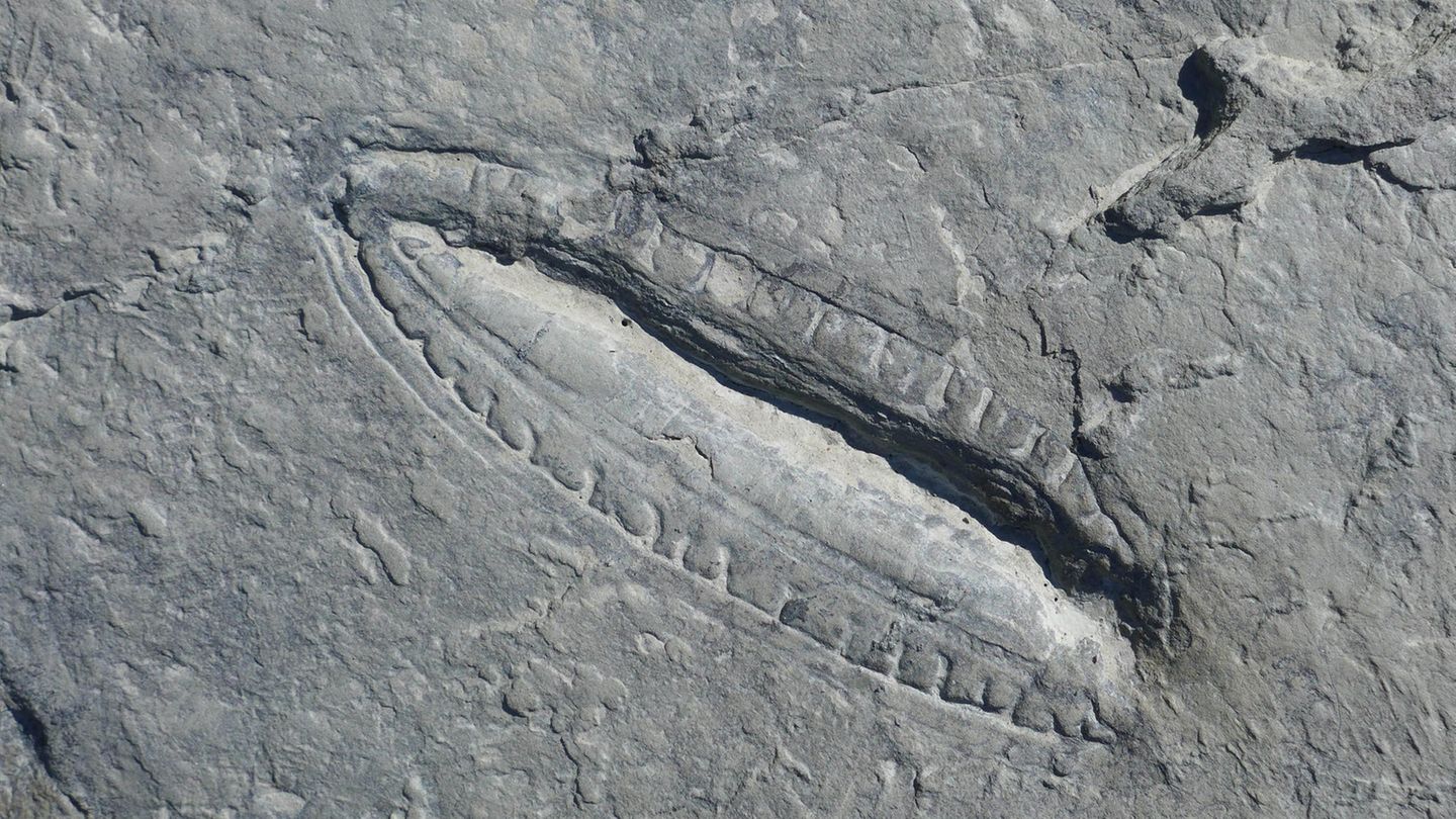 Fossil einer Kimberella