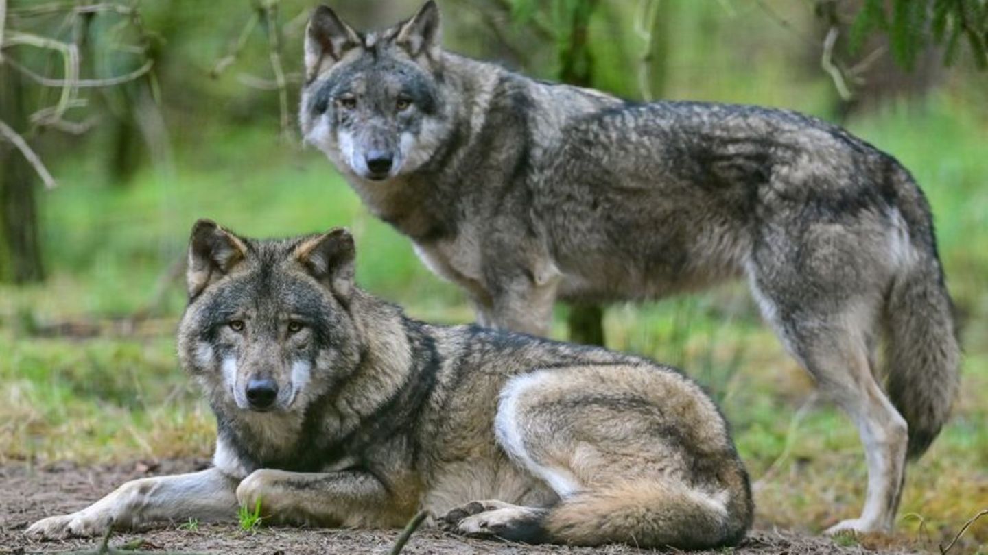 Zwei Wölfe im Gehege im Wildpark Schorfheide: Der Wolf breitet sich seit seiner Rückkehr nach Deutschland 1998 langsam weiter aus