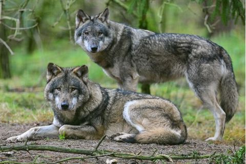 Zwei Wölfe im Gehege im Wildpark Schorfheide: Der Wolf breitet sich seit seiner Rückkehr nach Deutschland 1998 langsam weiter aus