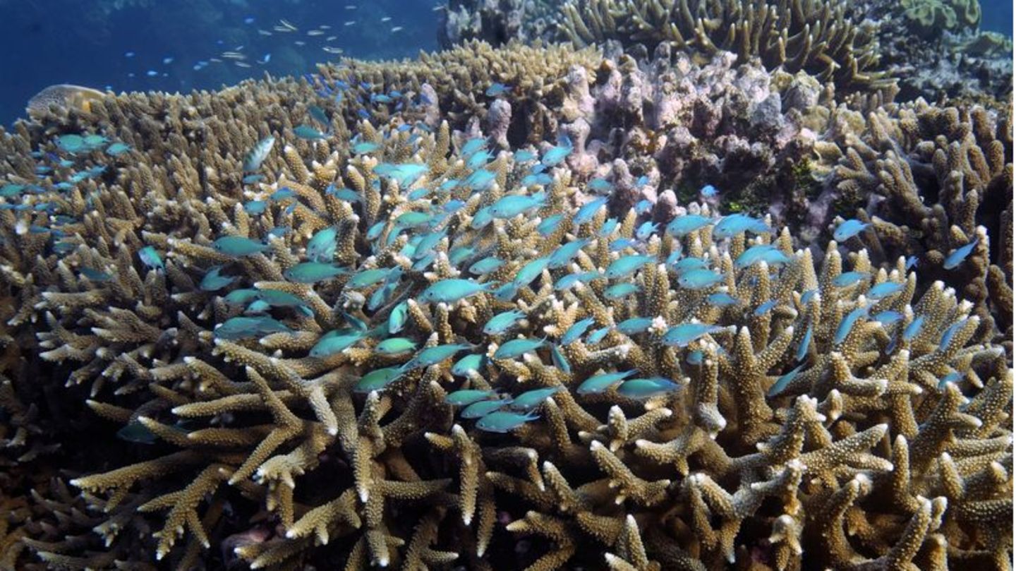Heimat und Kinderstube zahlloser Meereslebewesen: Das Great Barrier Reef