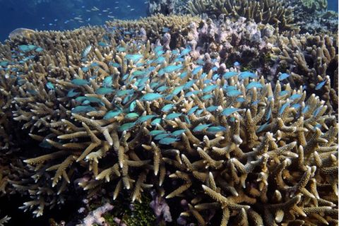 Heimat und Kinderstube zahlloser Meereslebewesen: Das Great Barrier Reef