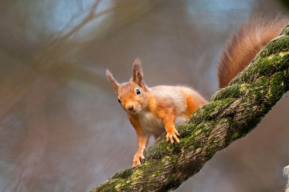 Brauchen keinen Asphalt: Eichhörnchen balancieren spielend auf gespannten Seilen