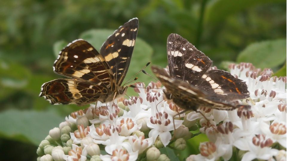 Zwei Landkärtchen aus der Sommergeneration, mit dunkler Färbung
