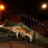 Bristol, Großbritannien: Diese Füchsin verletzte sich an einem Netz, das zur Absperrung von Baustellen verwendet wird. Sie konnte tierärztlich behandelt werden, wurde aber später von einem Auto tödlich verletzt