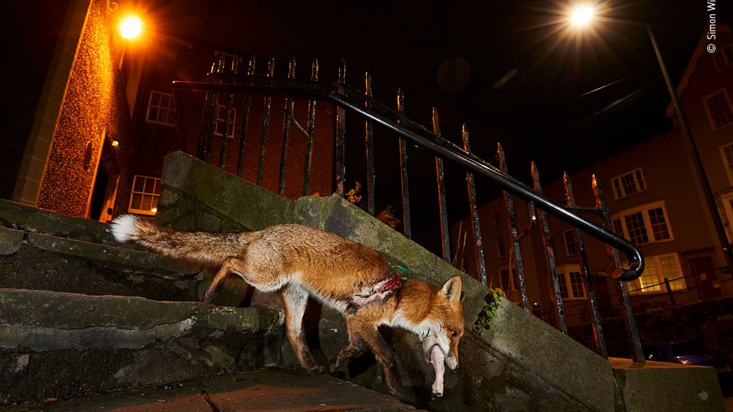Bristol, Großbritannien: Diese Füchsin verletzte sich an einem Netz, das zur Absperrung von Baustellen verwendet wird. Sie konnte tierärztlich behandelt werden, wurde aber später von einem Auto tödlich verletzt