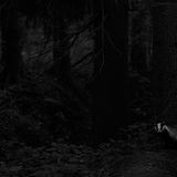 Helsinki, Finnland: Es war fast Nacht, als dem Fotografen Sami Vartainen dieser Schnappschuss von einem Dachs gelang