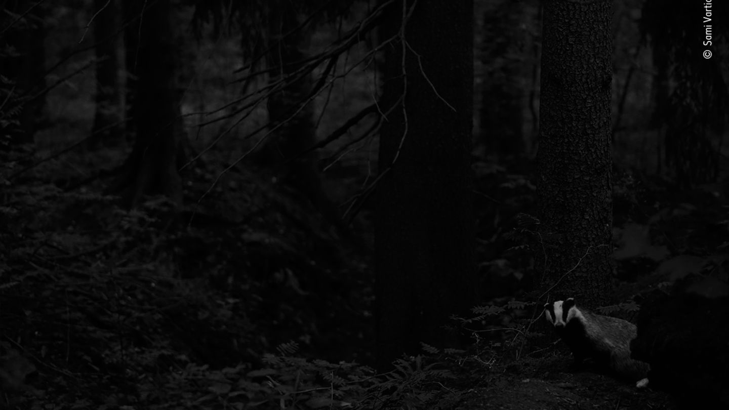 Helsinki, Finnland: Es war fast Nacht, als dem Fotografen Sami Vartainen dieser Schnappschuss von einem Dachs gelang