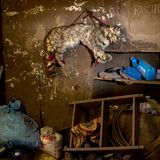 Anden, Argentinien: Die Berg- oder Andenkatze ist die gefährdetste Wildkatze Südamerikas. Von den Einheimischen werden ihr magische Kräfte nachgesagt; ausgestopft soll sie Glück bringen