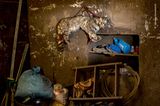 Anden, Argentinien: Die Berg- oder Andenkatze ist die gefährdetste Wildkatze Südamerikas. Von den Einheimischen werden ihr magische Kräfte nachgesagt; ausgestopft soll sie Glück bringen