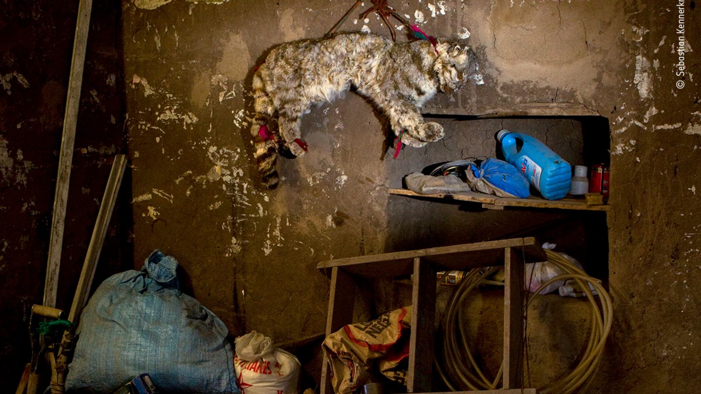 Anden, Argentinien: Die Berg- oder Andenkatze ist die gefährdetste Wildkatze Südamerikas. Von den Einheimischen werden ihr magische Kräfte nachgesagt; ausgestopft soll sie Glück bringen