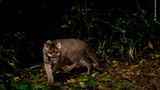 Kibale National Park, Uganda: Von der Afrikanischen Goldkatze gibt es bislang weniger als fünf hochaufgelöste Aufnahmen, so selten ist sie. Sebastian Kennerknecht gelang eine weitere – mit einer Kamerafalle