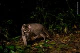 Kibale National Park, Uganda: Von der Afrikanischen Goldkatze gibt es bislang weniger als fünf hochaufgelöste Aufnahmen, so selten ist sie. Sebastian Kennerknecht gelang eine weitere – mit einer Kamerafalle