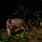 Kibale National Park, Uganda: Von der Afrikanischen Goldkatze gibt es bislang weniger als fünf hochaufgelöste Aufnahmen, so selten ist sie. Sebastian Kennerknecht gelang eine weitere – mit einer Kamerafalle