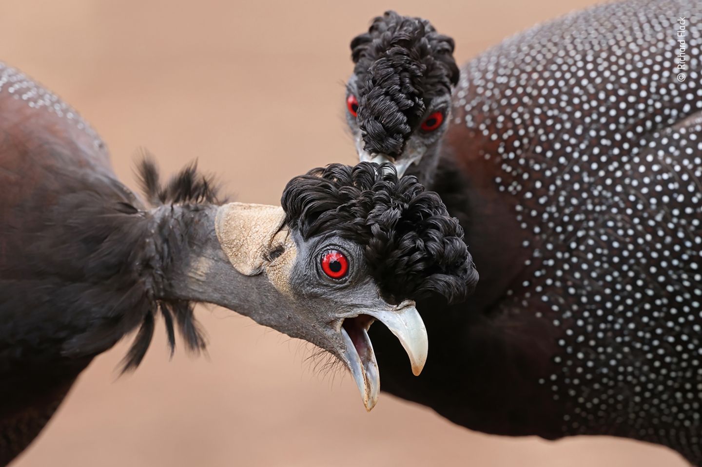 Kruger National Park, Südafrika: Ein Kräuselhauben-Perlhuhn krault einem Artgenossen den Kopf. Der Genuss sei dem Gekraulten anzusehen gewesen, berichtet Fotograf Richard Flack