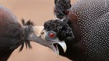 Kruger National Park, Südafrika: Ein Kräuselhauben-Perlhuhn krault einem Artgenossen den Kopf. Der Genuss sei dem Gekraulten anzusehen gewesen, berichtet Fotograf Richard Flack